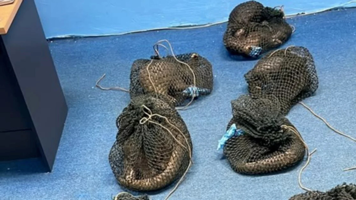 Filipino Man Held in Sabah with 10 Pangolins and Elephant Tusk