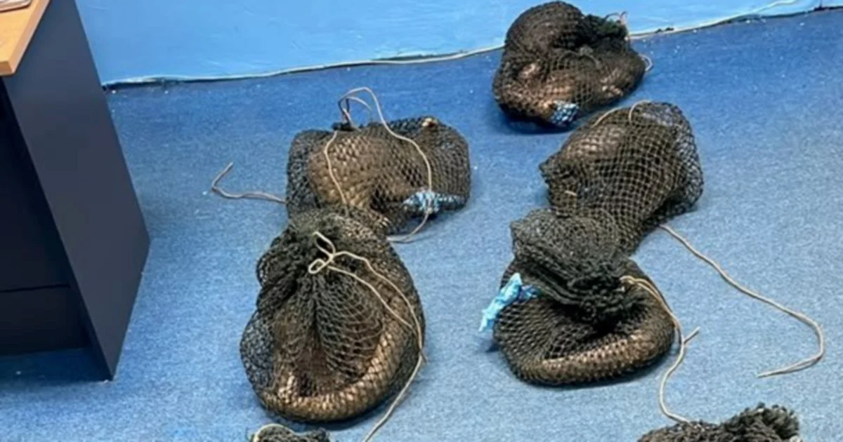 Filipino Man Held in Sabah with 10 Pangolins and Elephant Tusk