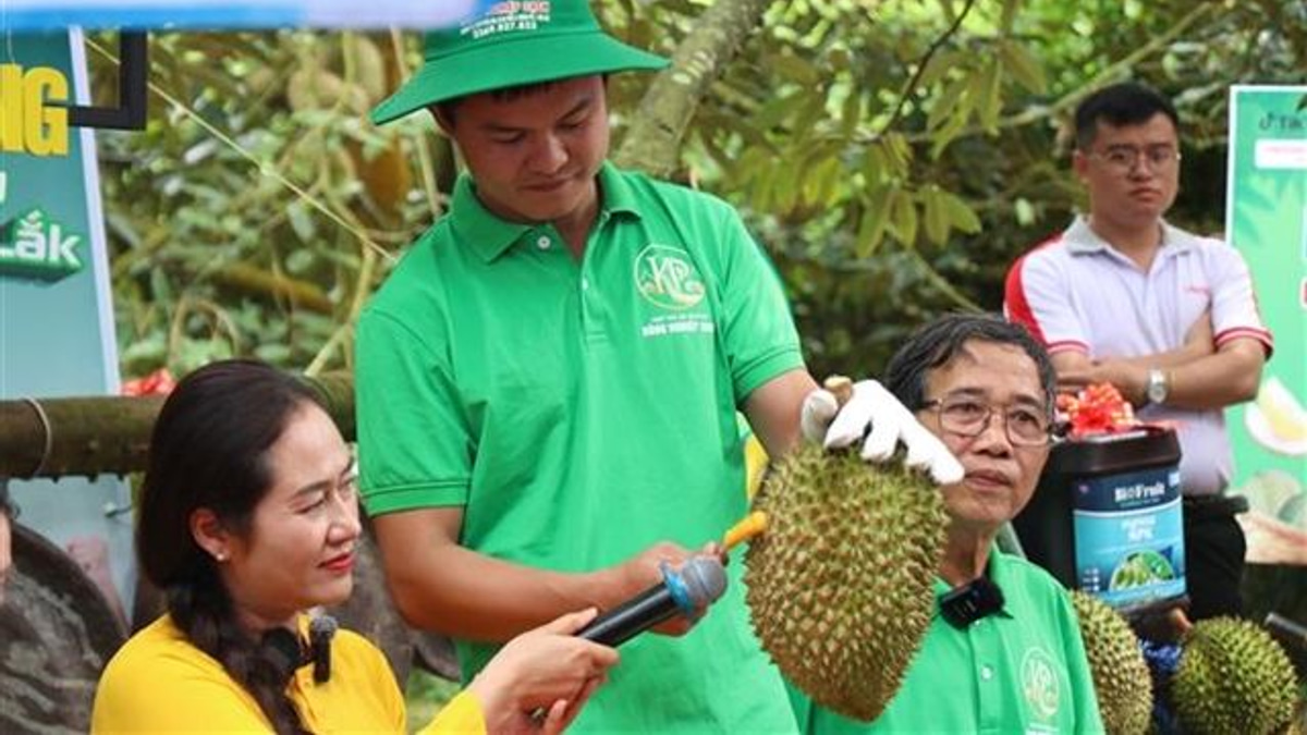 Vietnam's Durian Export Machine Faces Growing Pains as Corruption Crackdown Exposes System Weaknesses