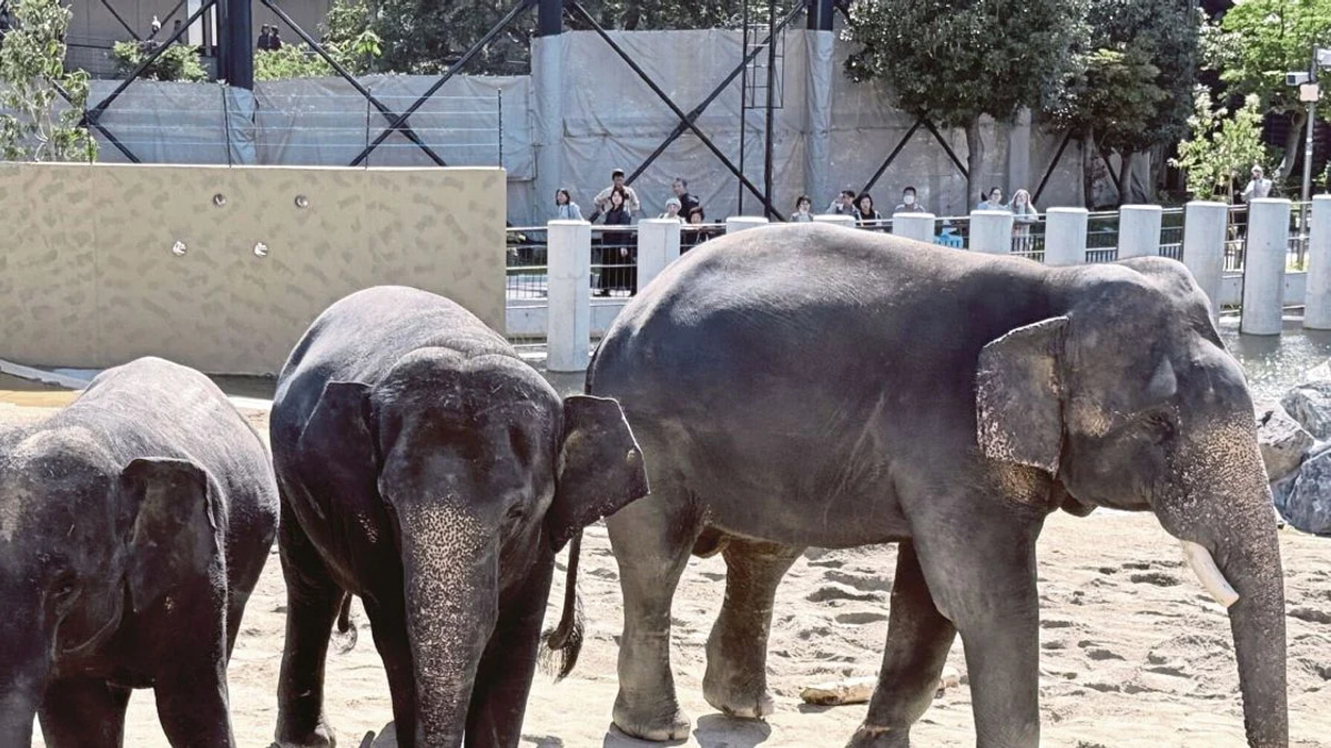 MACC launches investigation into Zoo Taiping elephant relocation to Japan