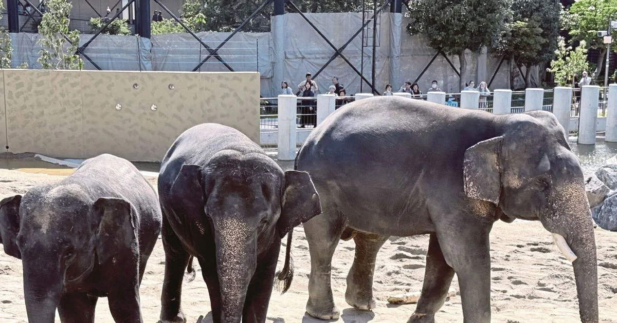 MACC launches investigation into Zoo Taiping elephant relocation to Japan
