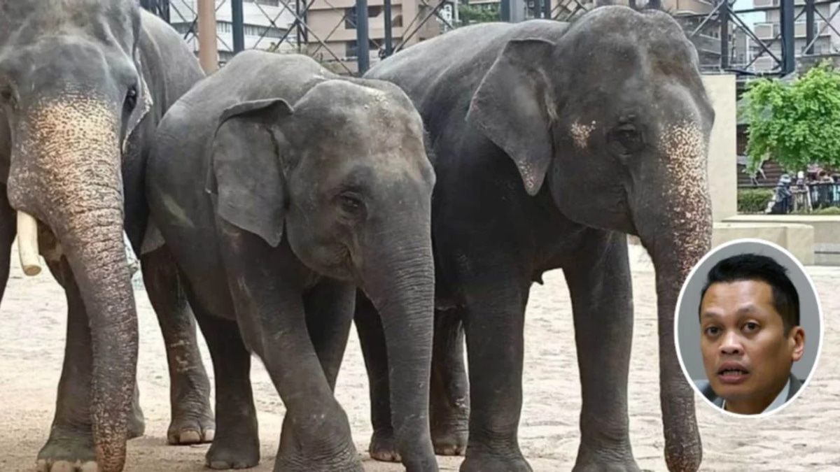 Nik Nazmi Dismisses Claims of Involvement in Disputed Elephant Transfer Deal