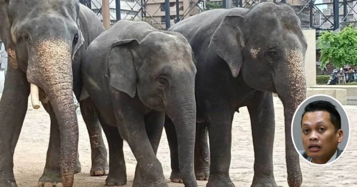 Nik Nazmi Dismisses Claims of Involvement in Disputed Elephant Transfer Deal