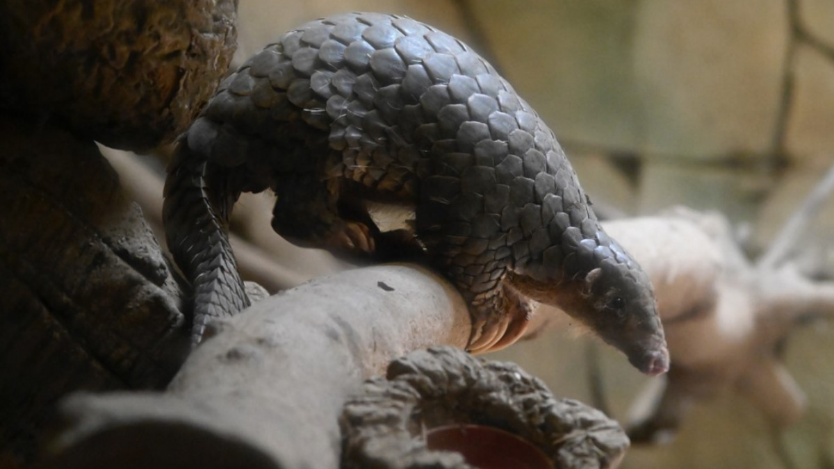 Indonesia Dismantles Pangolin Trafficking Ring as Authorities Pursue International Network