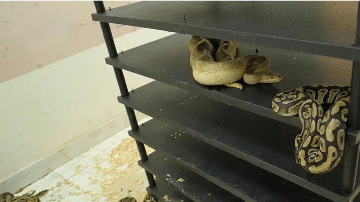 Chinese Man Sentenced to Prison for Operating Illegal Python Breeding Operation Housing 300+ Snakes
