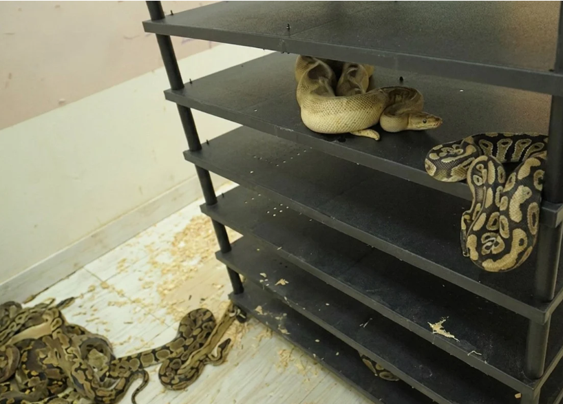 Chinese Man Sentenced to Prison for Operating Illegal Python Breeding Operation Housing 300+ Snakes