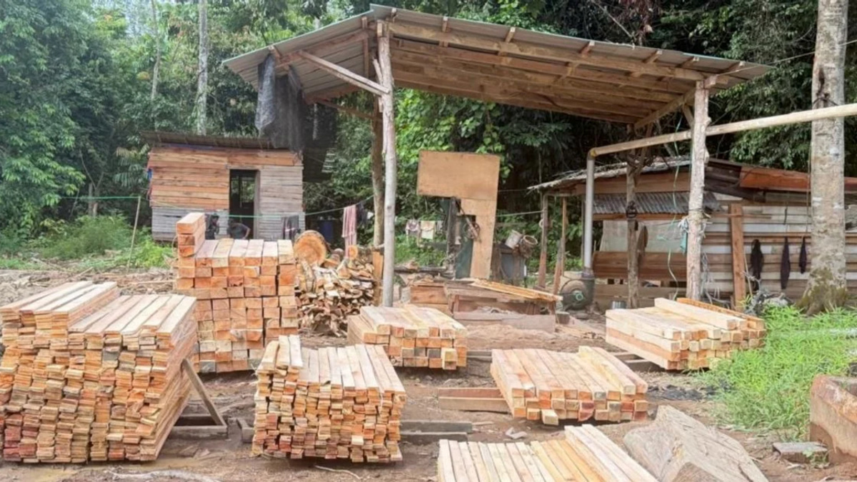 Five arrested as authorities bust illegal sawmill, seize RM1.69 million in Gua Musang