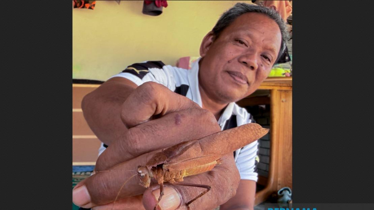 Kelantan Youth Embrace Ancient Cricket-Fighting Tradition, Ditching Screens for 'Belalang Kerek'