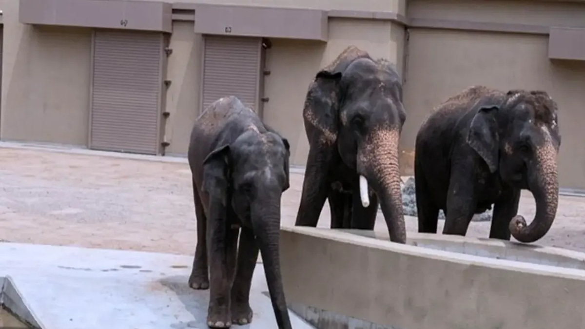 RM50 Million Payments to Individuals for Elephant Transfers to Japan Under Investigation, Says NGO