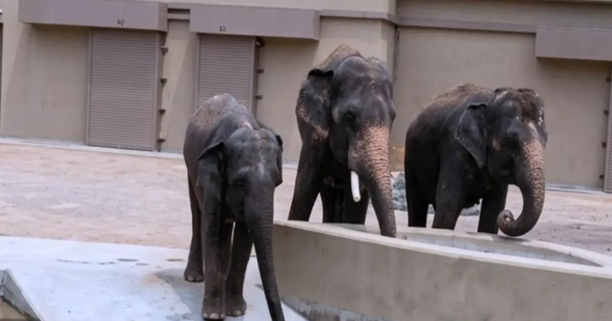 RM50 Million Payments to Individuals for Elephant Transfers to Japan Under Investigation, Says NGO