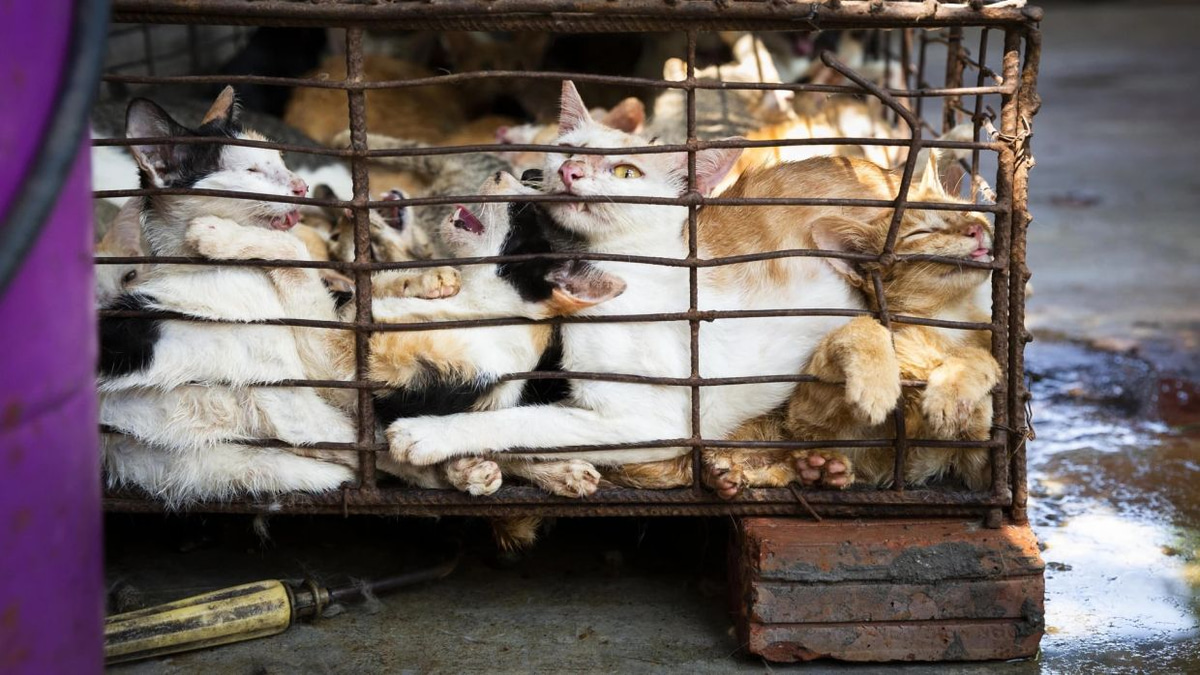 Superstition Fuels Brutal Cat Meat Trade Across Indochina Despite Public Opposition