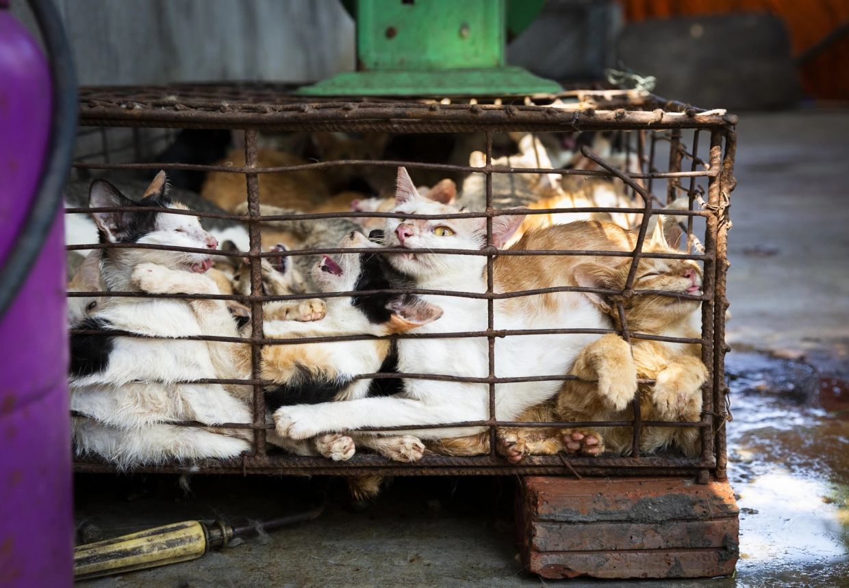 Superstition Fuels Brutal Cat Meat Trade Across Indochina Despite Public Opposition