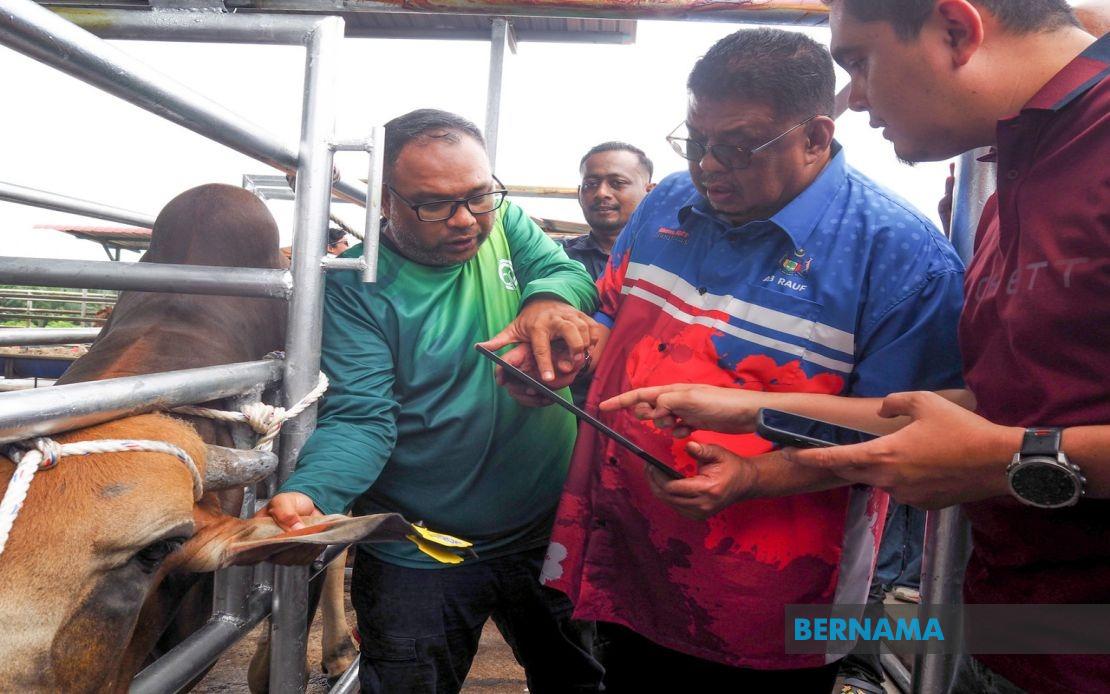 Melaka Deploys QR Code Tags to Transform Livestock Management and Curb Stray Animal Crisis