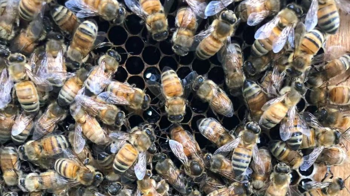 The 'Royal Palace' Effect: How Honeybee Architecture Shapes Queens