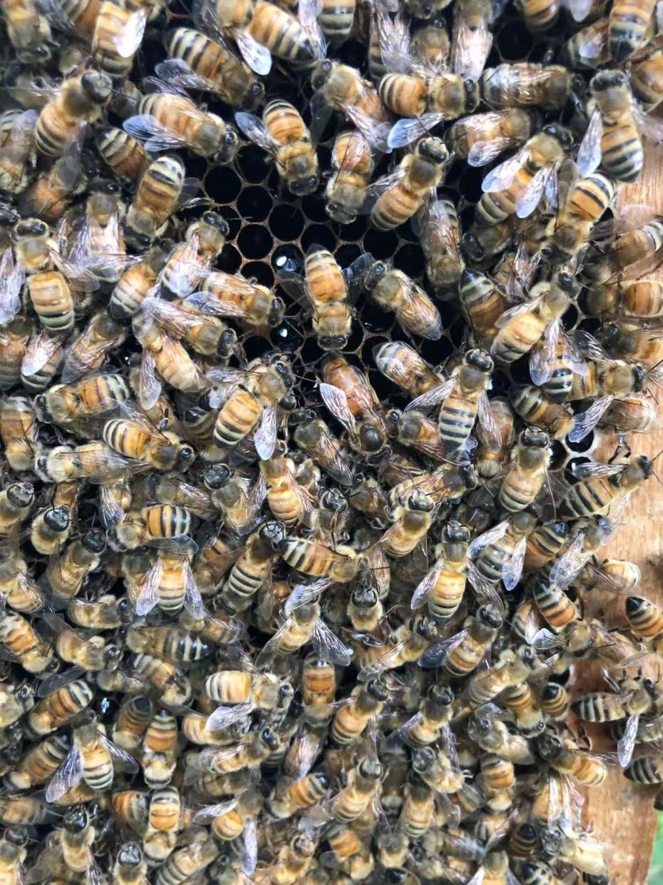 The 'Royal Palace' Effect: How Honeybee Architecture Shapes Queens