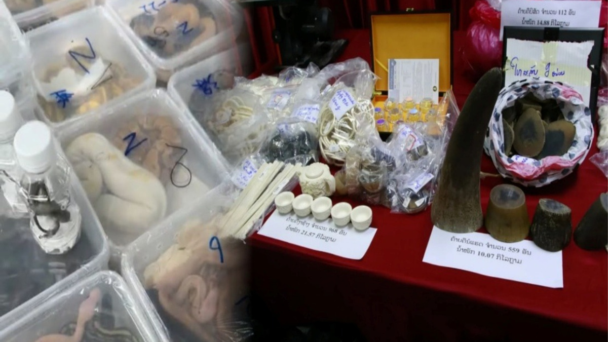 Laos Cracks Down on Major Mekong Wildlife Trafficking Network, Rescues Nearly 300 Animals