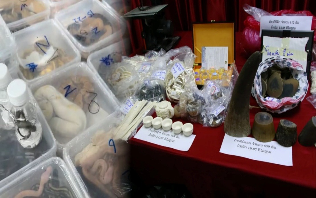 Laos Cracks Down on Major Mekong Wildlife Trafficking Network, Rescues Nearly 300 Animals