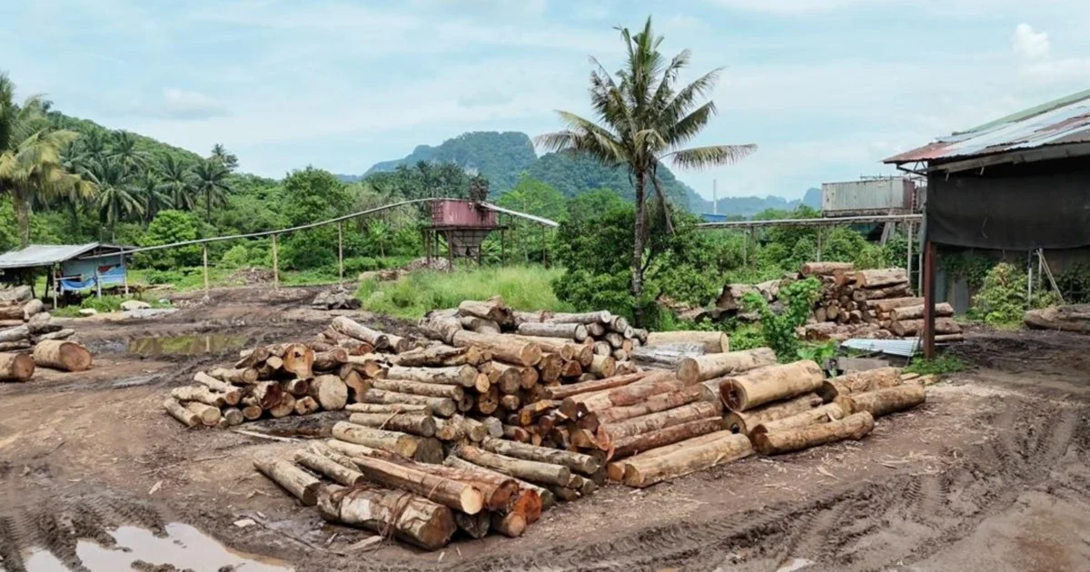 Eleven arrested, RM2.43 million in timber and equipment seized in northern states crackdown